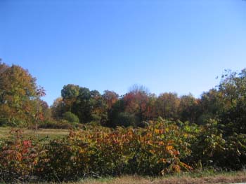 FallFoliage2008