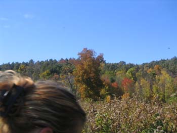 FallFoliage2008
