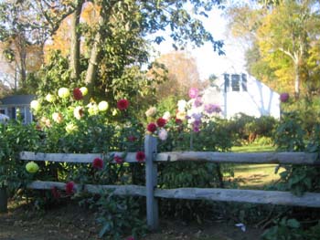 FallFoliage2008